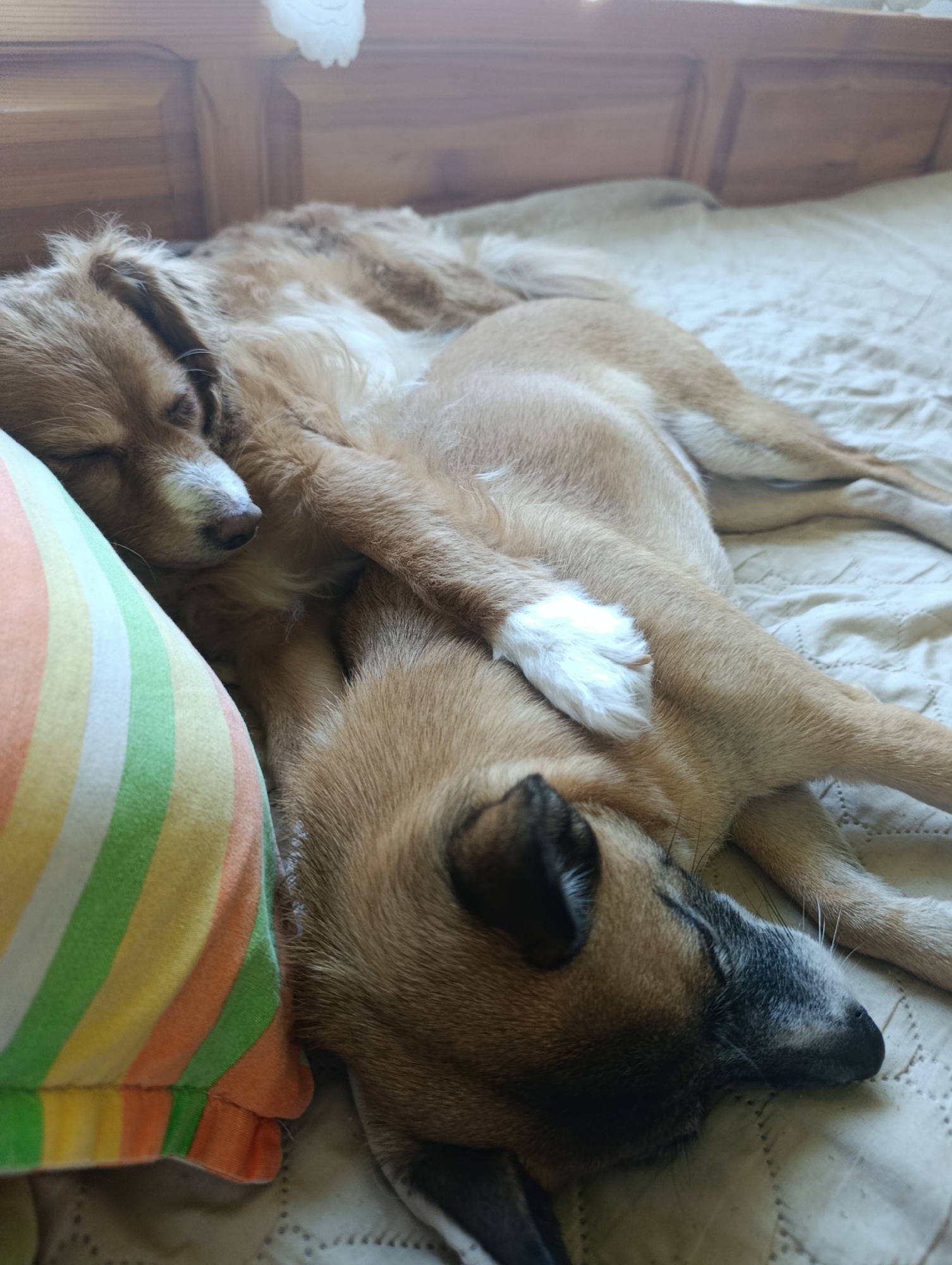 Two dogs spotted napping together on bed in Asenovgrad
