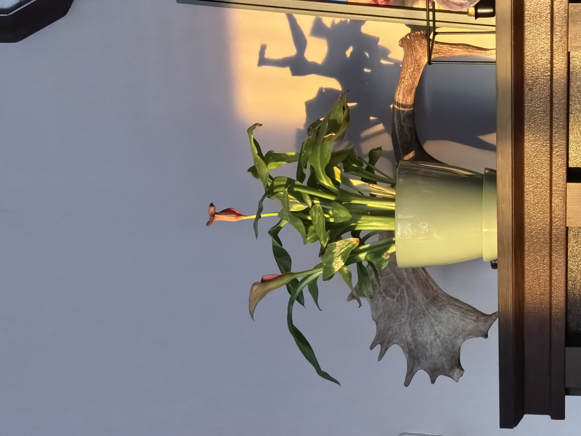 Interior botanical arrangements documented in residential setting over 25 minutes