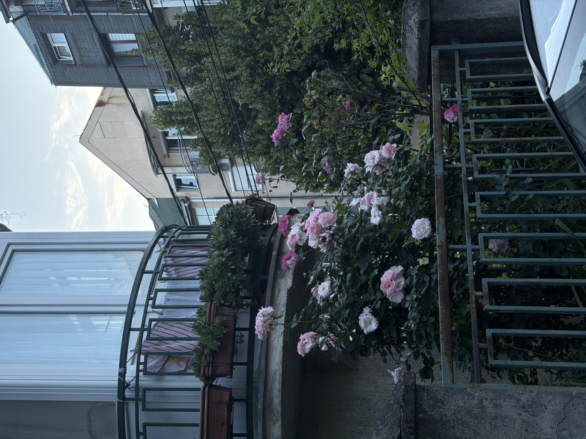 Everyday street life documented in Palilula Municipality, Serbia