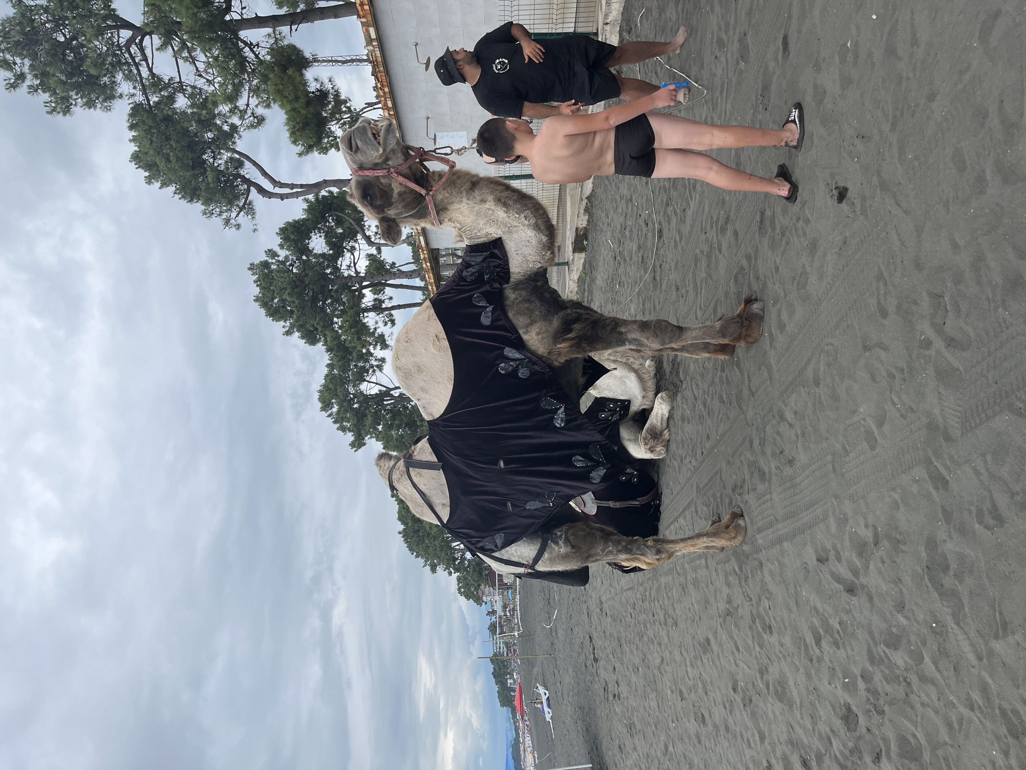 Camels, swimmers, and beach vendors on Ureki's magnetic sand