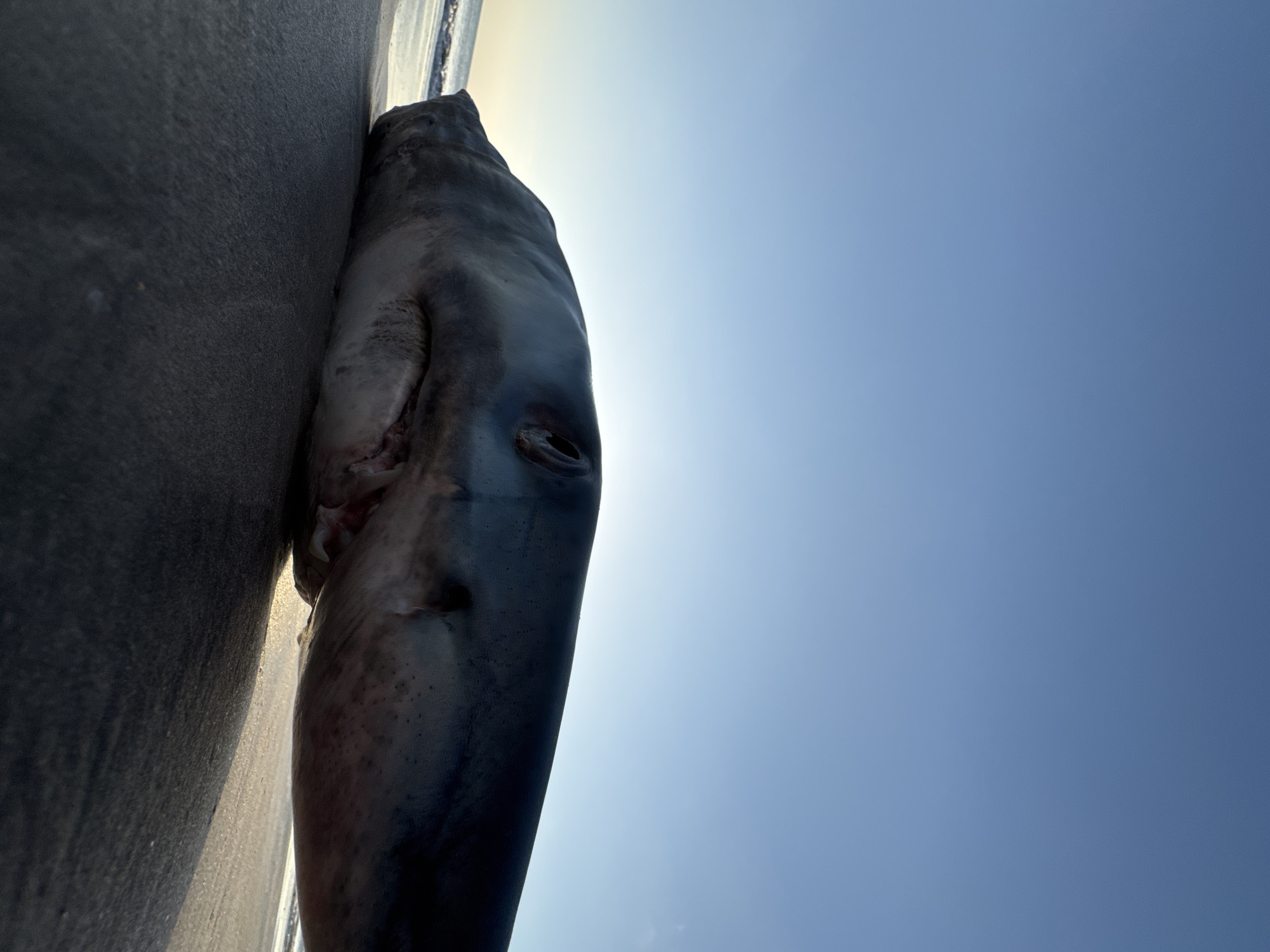 Dead shark on Kuta beach amid typical morning coastal activity