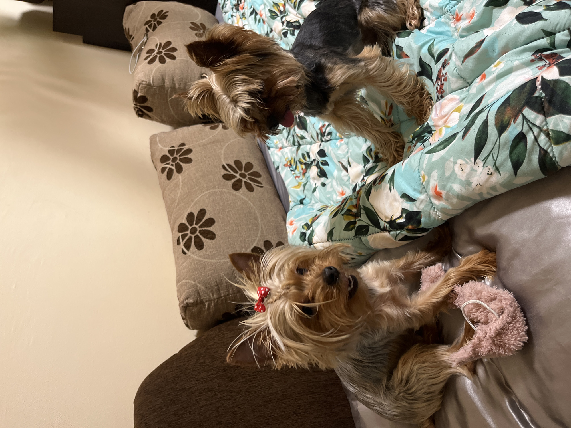 Three Yorkshire Terriers rest on couch in Pleven