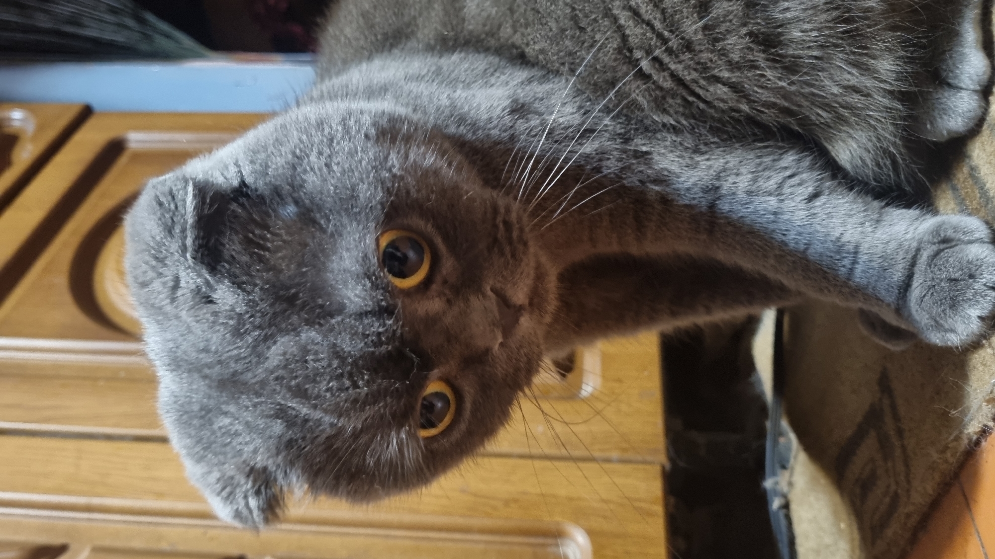Gray Scottish Fold cat photographed up close in Vysokoe, Russia