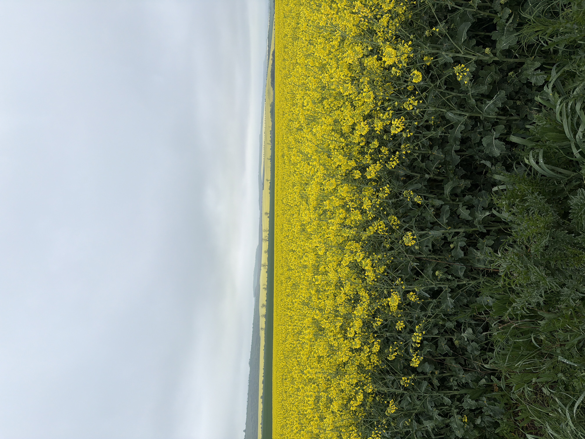 Yellow flower bloom observed in Bulgarian agricultural field