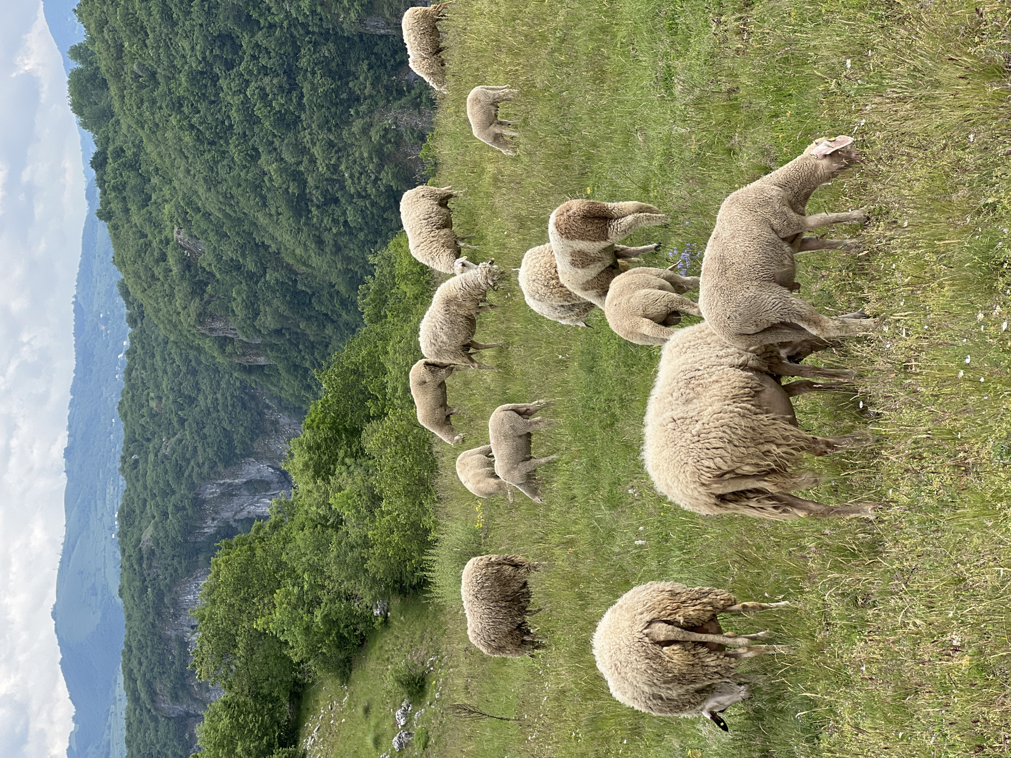 Sheep flock grazes on hillside in Duži, Montenegro