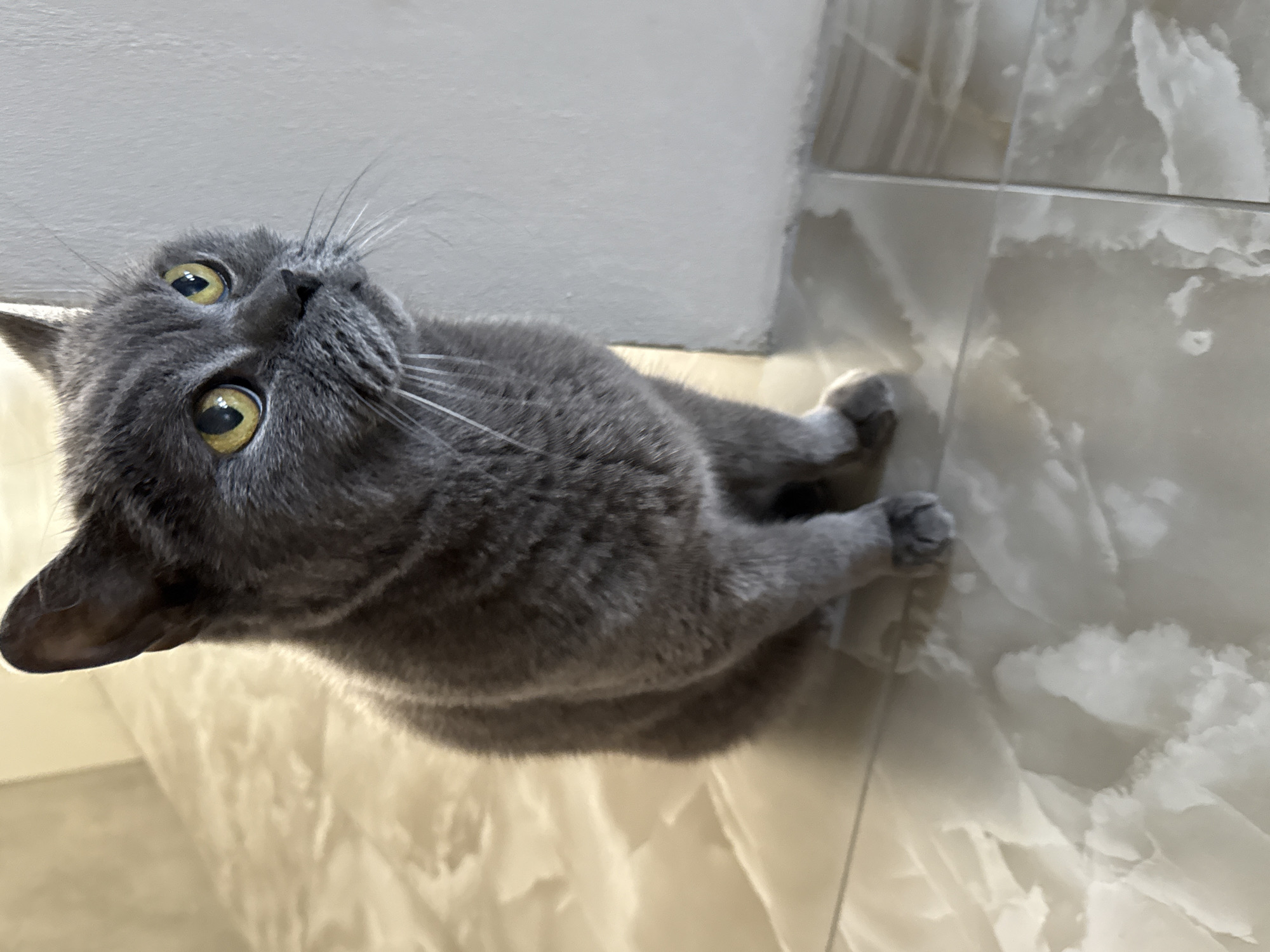 Gray cat at home, multiple rooms, sunny day outside