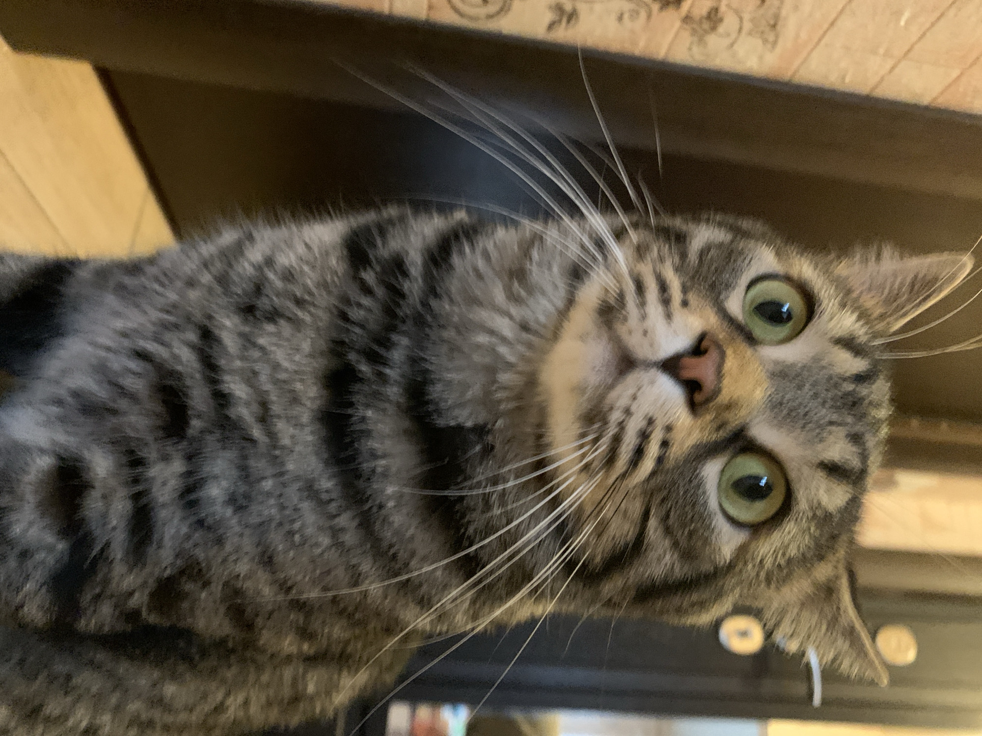 Tabby cat observed in multiple indoor locations, Stavropol morning