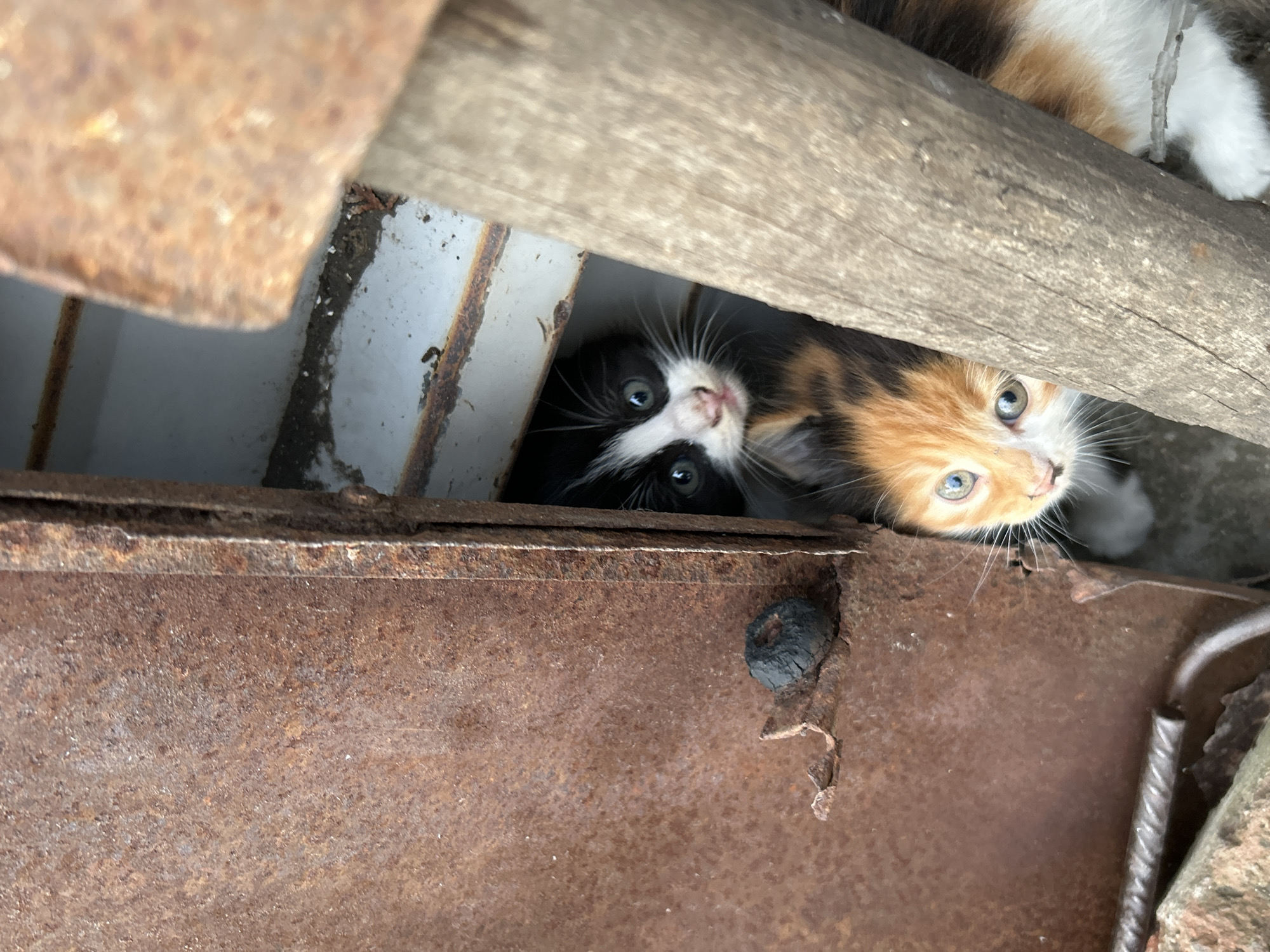 Cats spotted around Kostinbrod during late afternoon hours