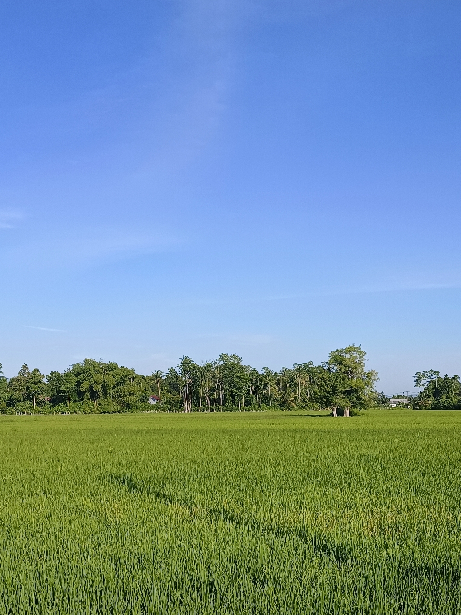 Teungoh Baro, Indonesia