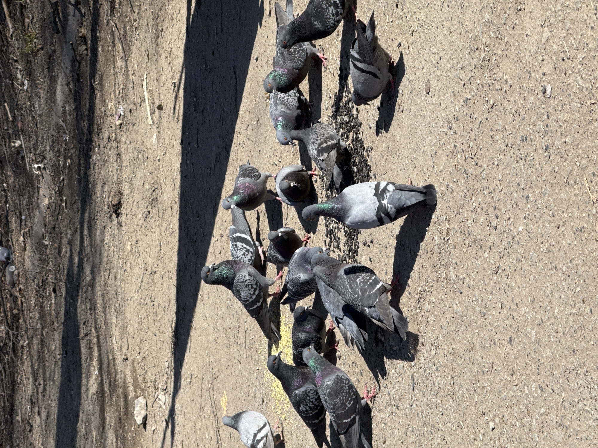 Pigeons feed on concrete surface in Votkinsk, Russia