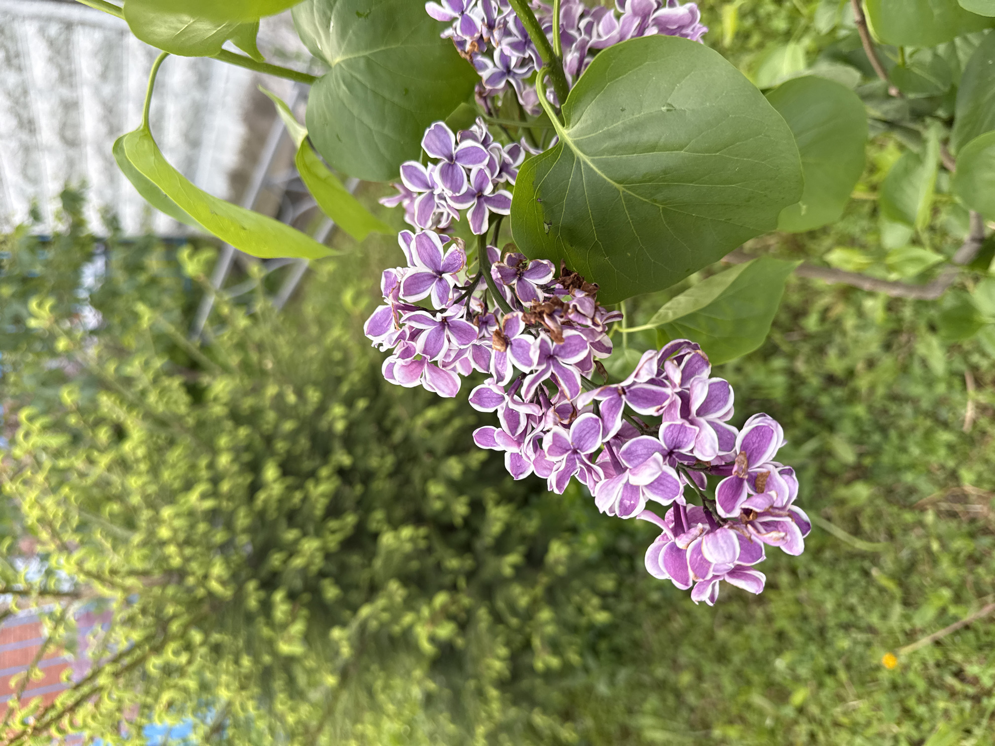 Spring morning captures: blooming lilacs and kitchen cooking in Petersburg