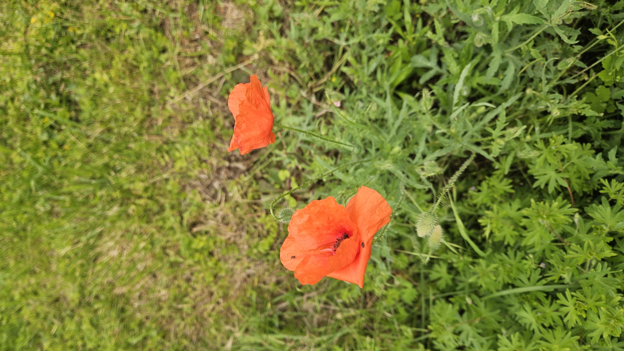 Morning scenes around Prešov: flowers, grass, cityscape, street signs