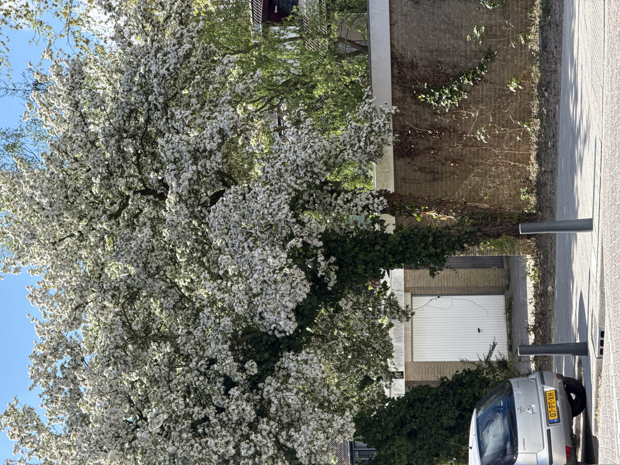 Spring afternoon documented across urban residential area with blossoming trees