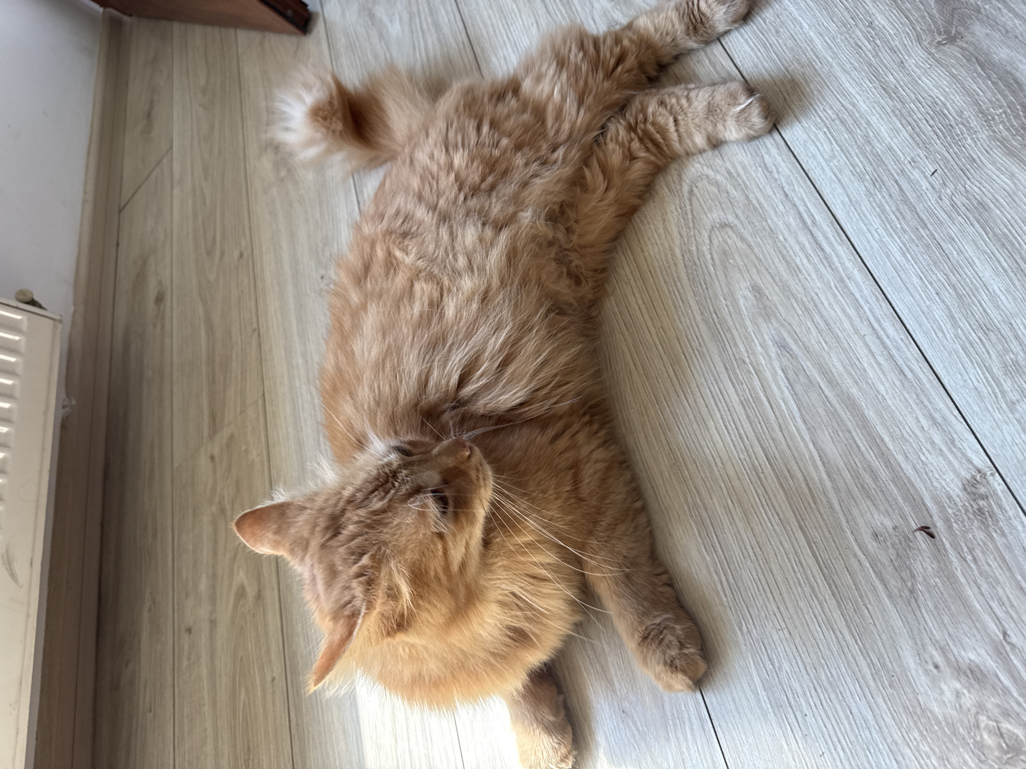 Orange tabby cat photographed in multiple poses, Berkovitsa Bulgaria