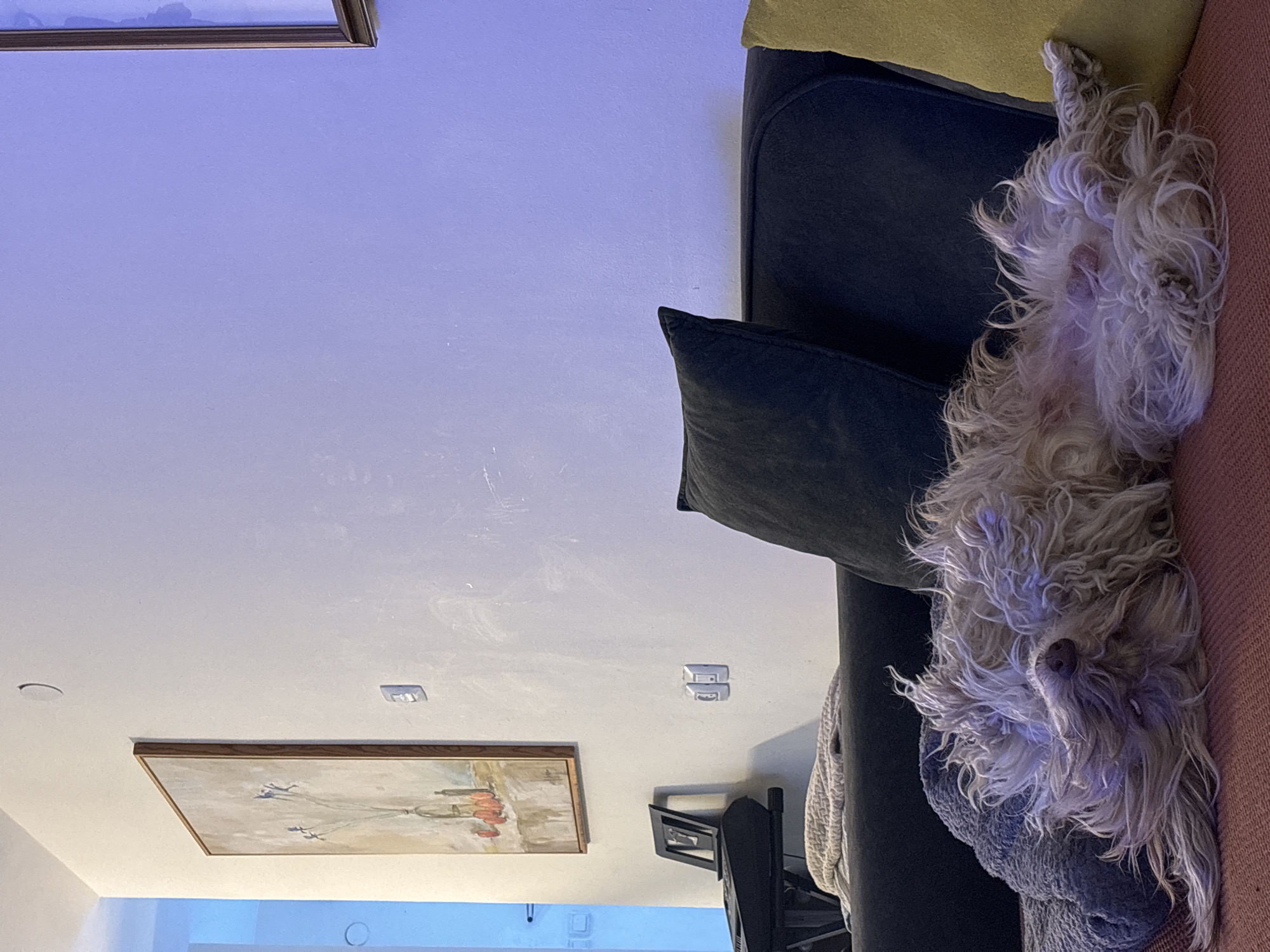 Dog relaxes upside down on couch in Tel Aviv home