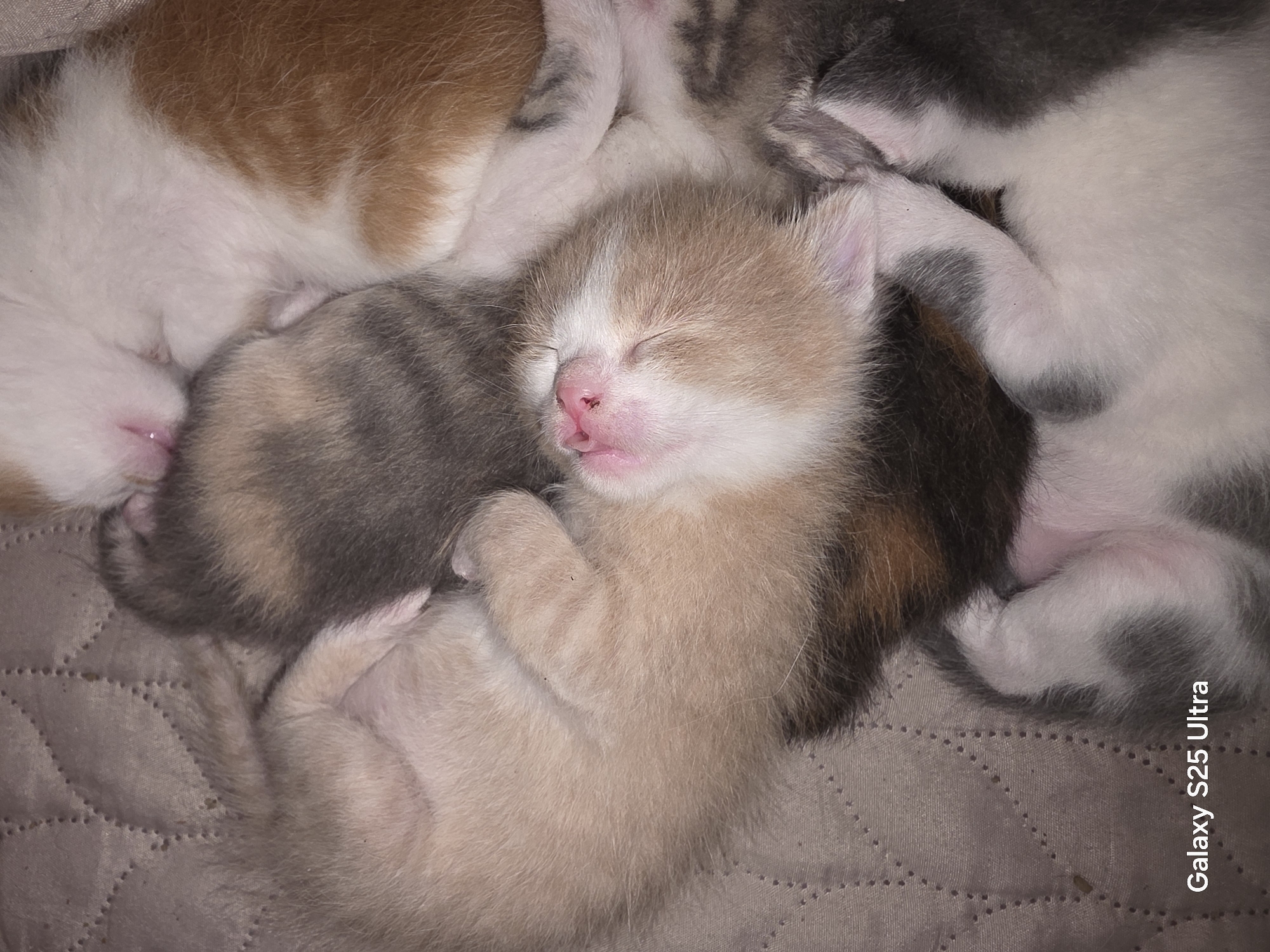 Domestic life documented in Bulgarian town: newborn kittens, portraits