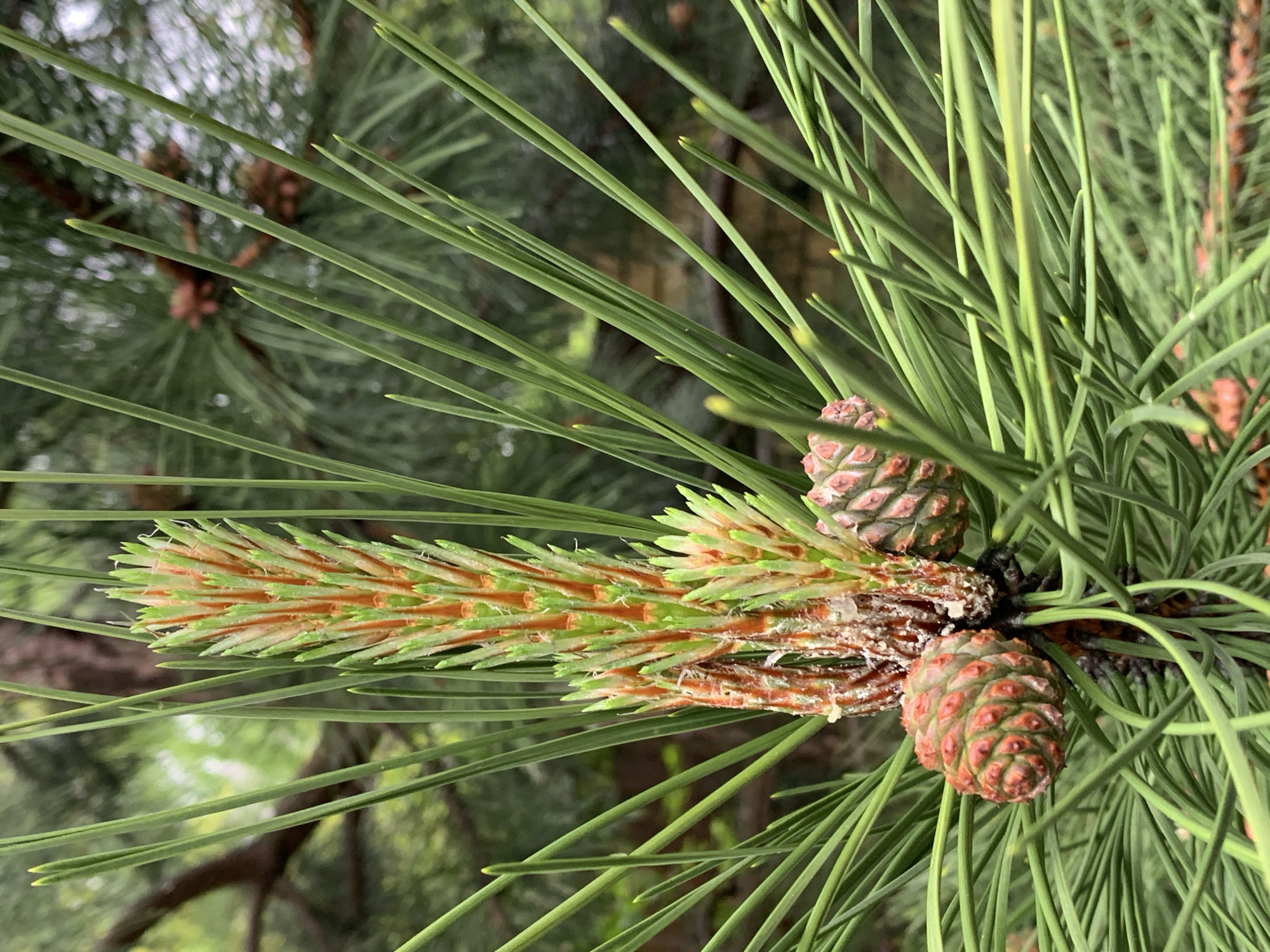 Rainy morning flora documented across Stavropol neighborhoods