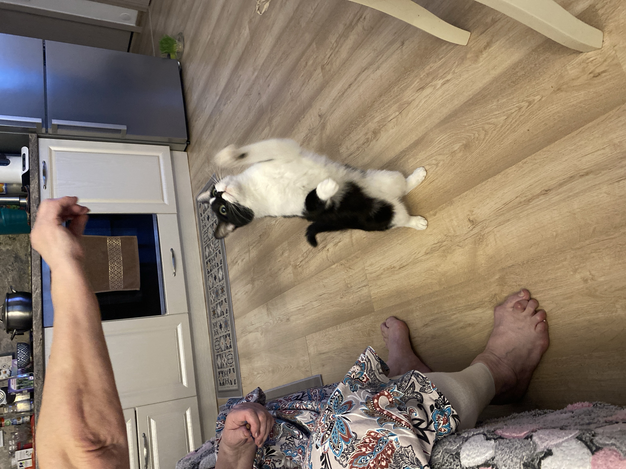 Yekaterinburg resident documents hour of domestic cat interactions