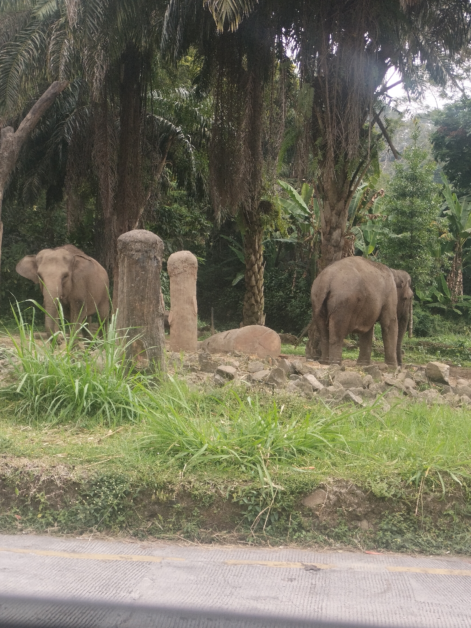 Safari park morning: elephants, deer, and a resting hippo in Cisarua