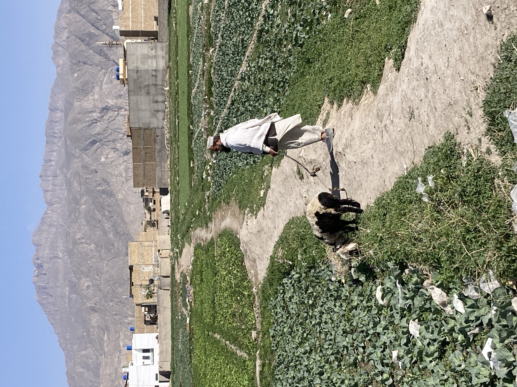 Man herds sheep along rural path in Quetta
