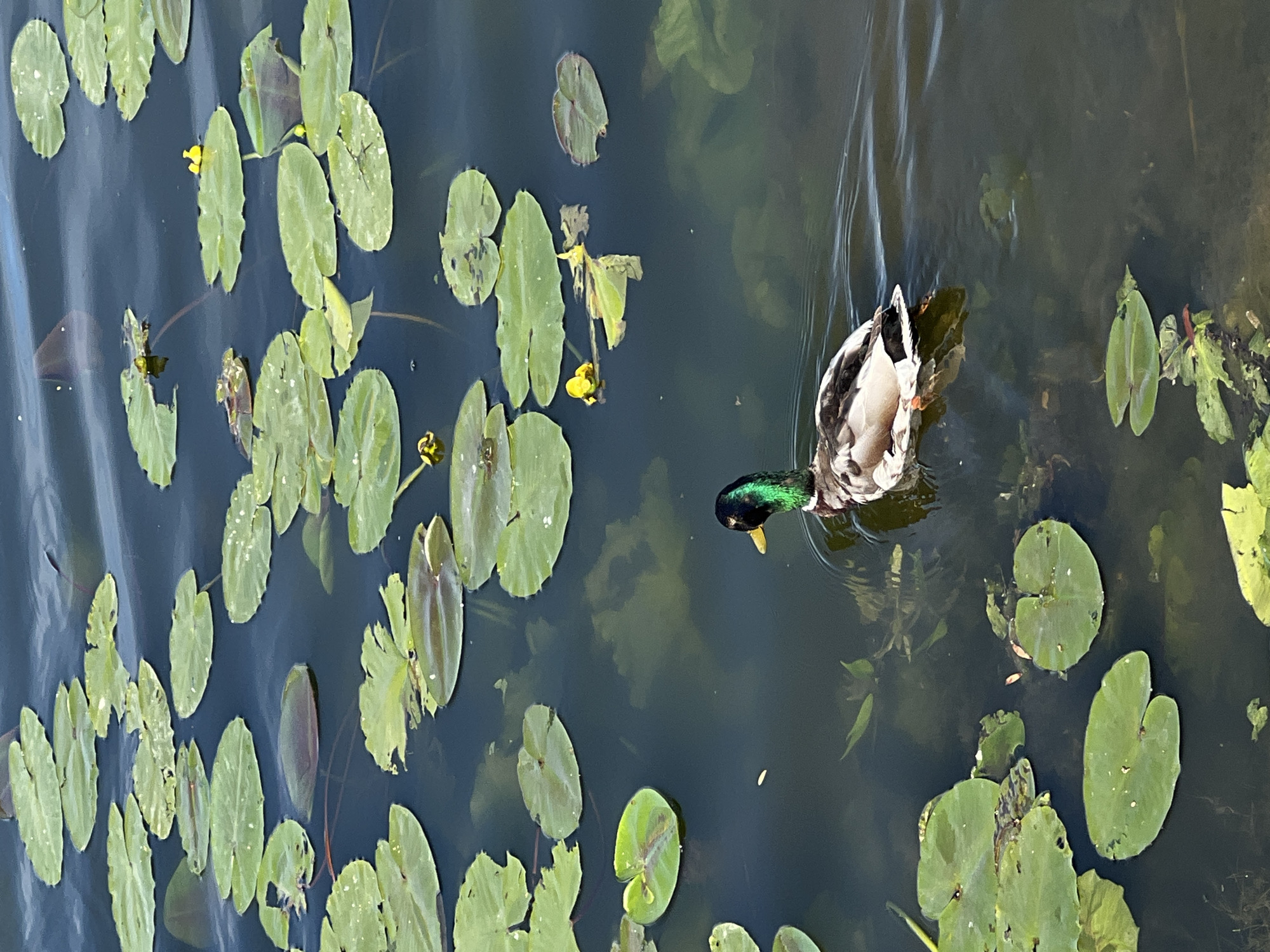 Morning wildlife activity observed at Ternopil Lake, Ukraine