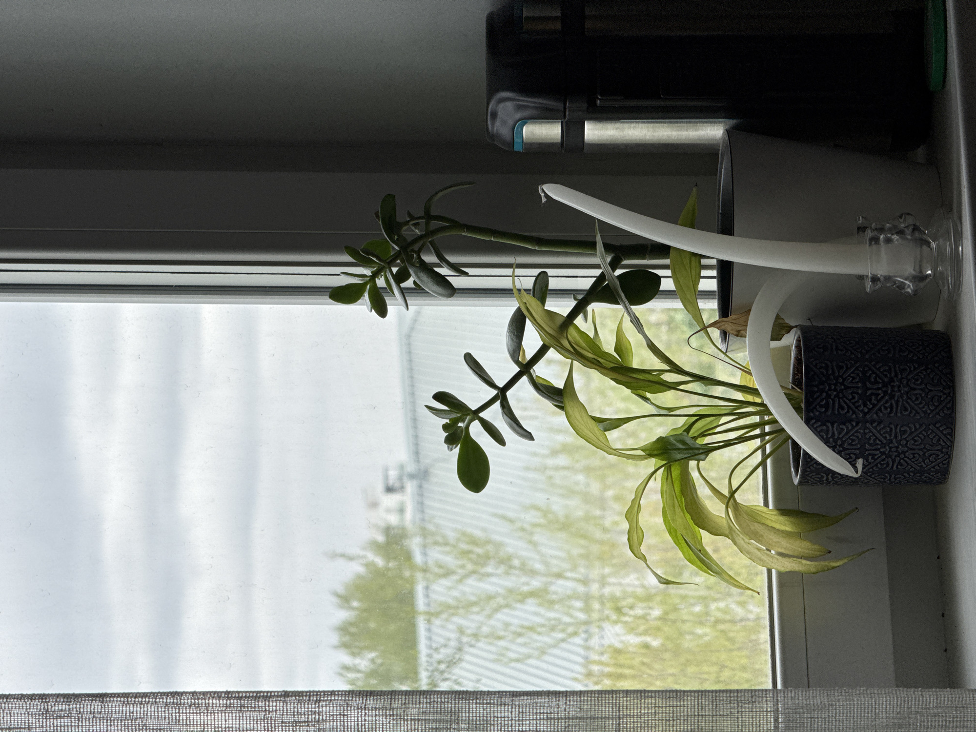 Krasnoyarsk resident documents houseplants by window overlooking neighborhood