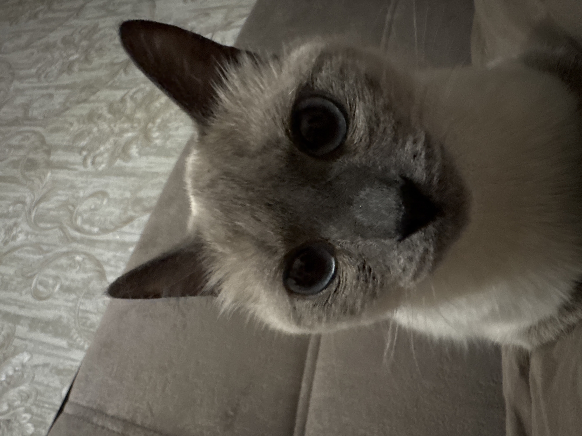 Close-up cat moments with two cats at home in Slonim