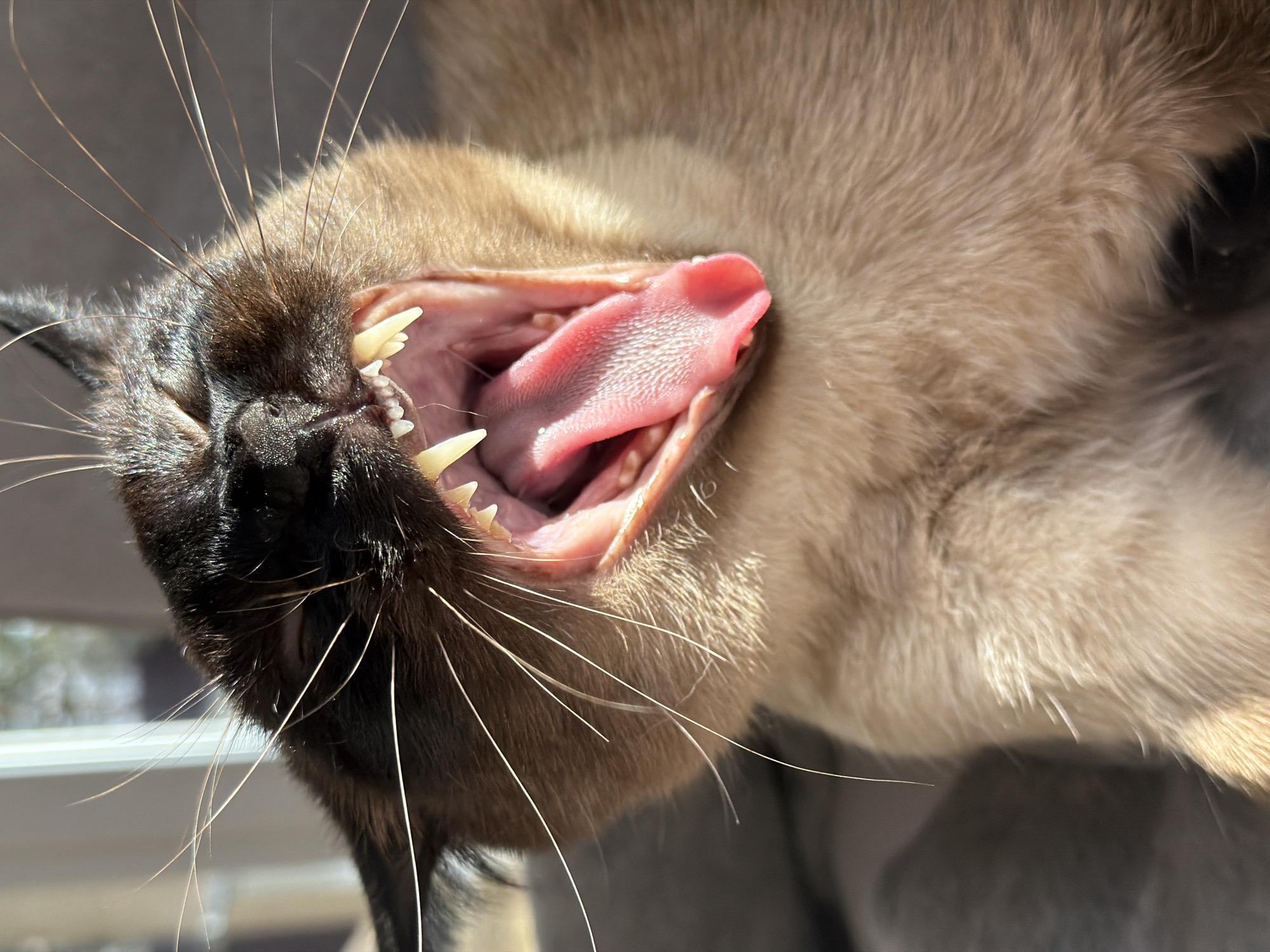 Siamese cat captured relaxing and sleeping in Steklyannyi