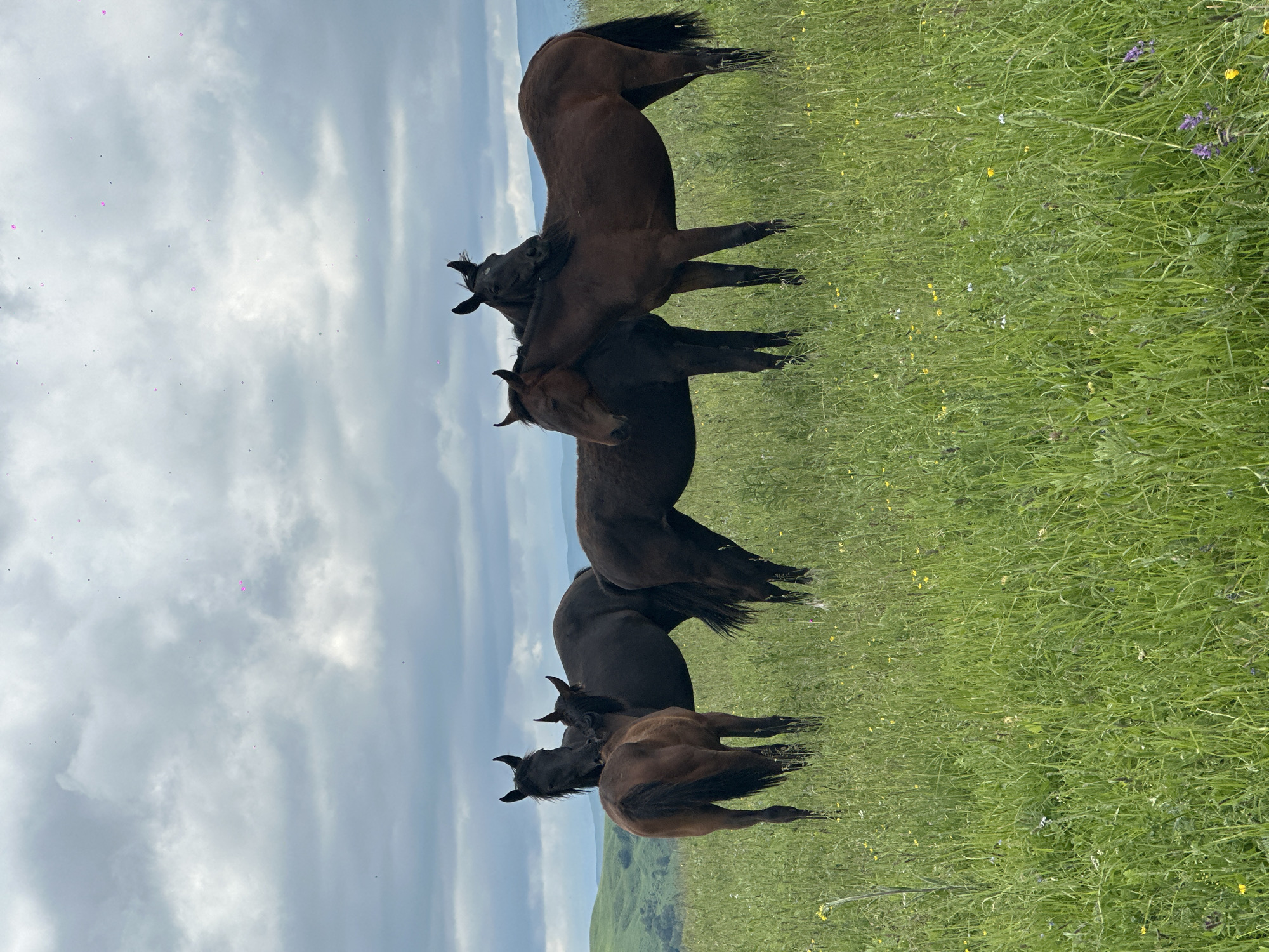 Horses roam a wildflower meadow in rural southern Russia