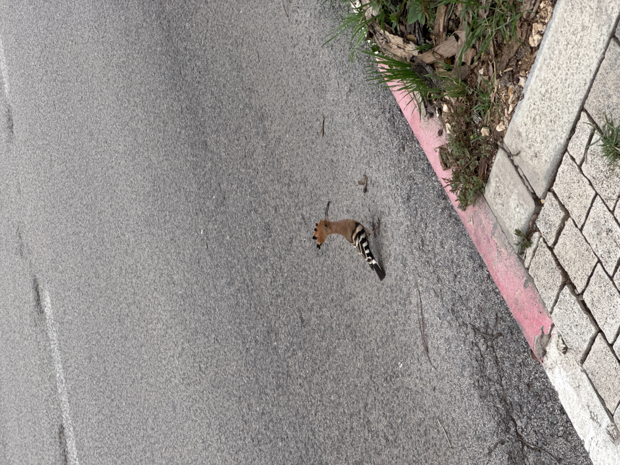 Dead hoopoe bird found on Ramat Gan road