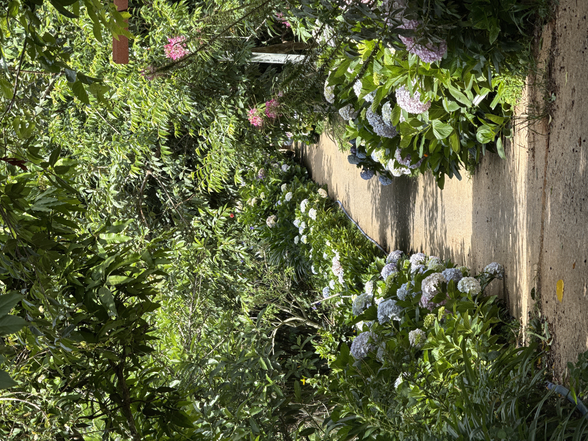 Garden walkway with blooming hydrangeas documented in Da Lat