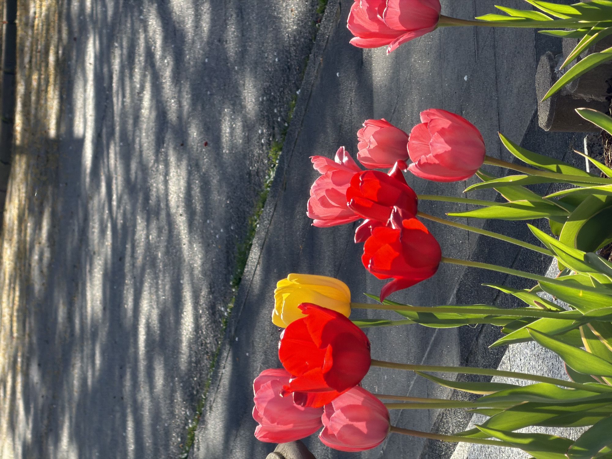 Spring walk with dog documented in Luxembourg city