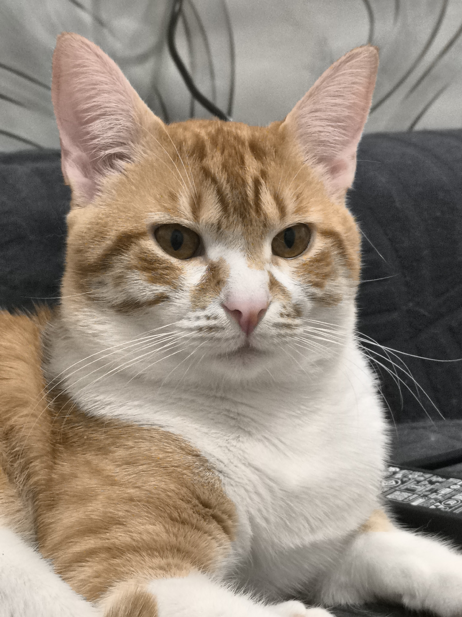 Orange cat photographed relaxing at home in Varna
