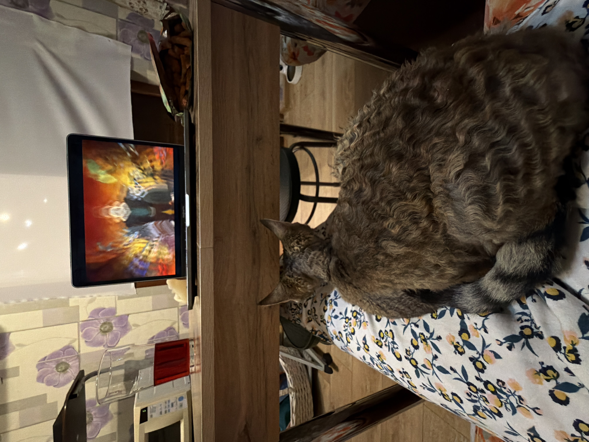 Brown tabby cat rests on floral furniture in Moscow home
