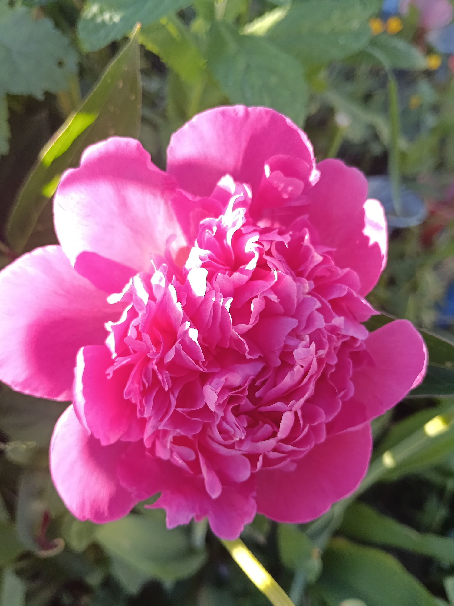Garden Tour Documented in Красный Маяк, Russia Features Blooming Summer Flowers