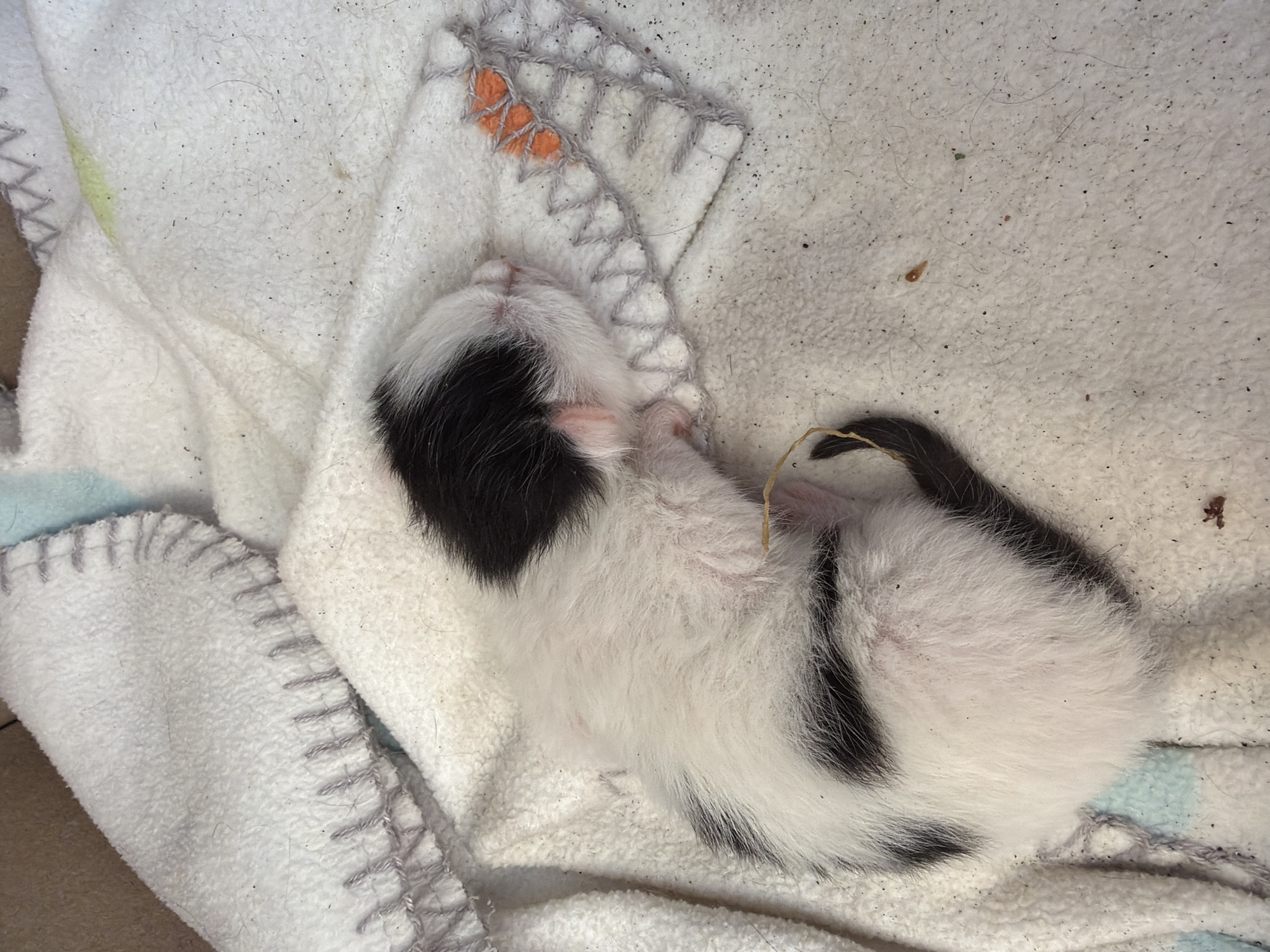 Newborn kitten sleeps on blankets in Montenegro village