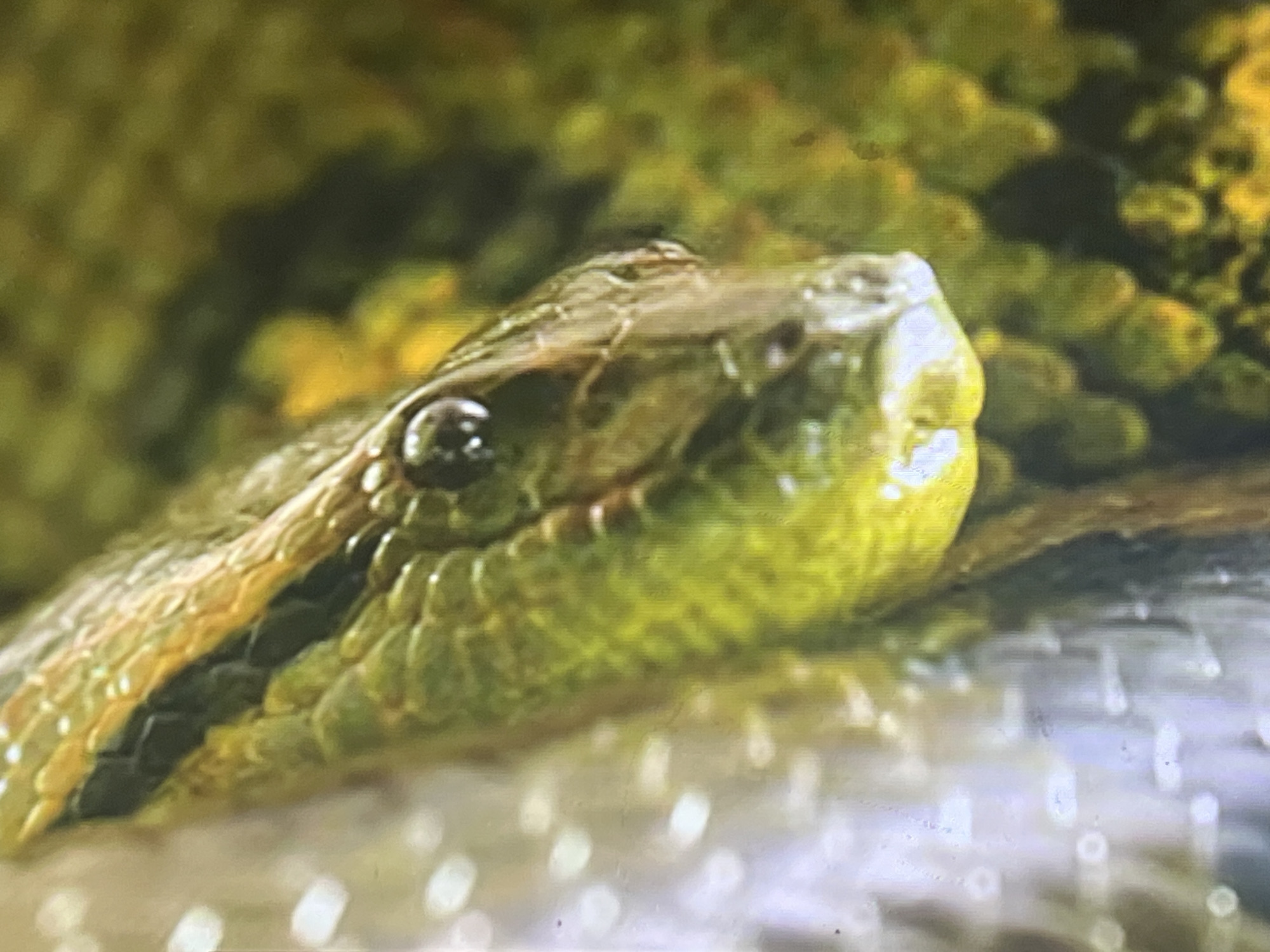 Close-up wildlife survey from a tropical environment