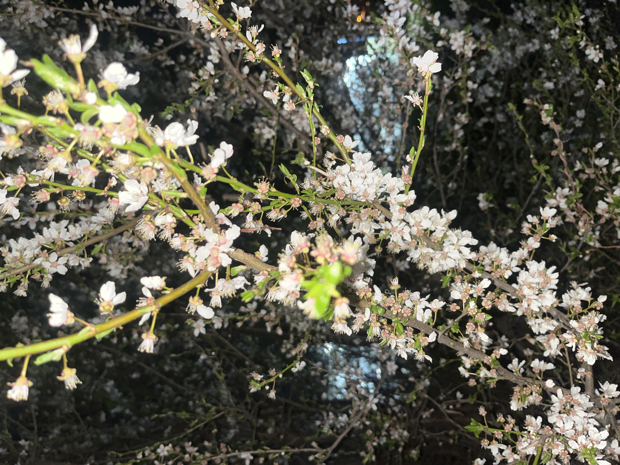 Spring blossoms and evening city life documented in Sofia