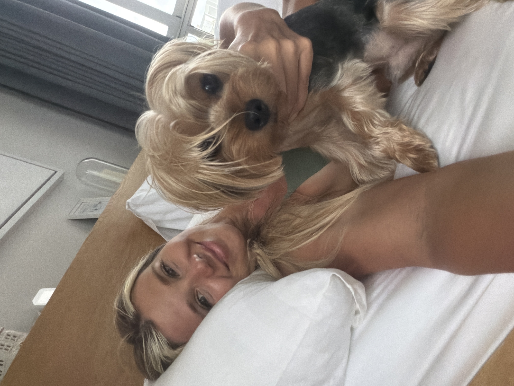 Yorkshire Terriers and a tennis ball on a rumpled bed in Thailand