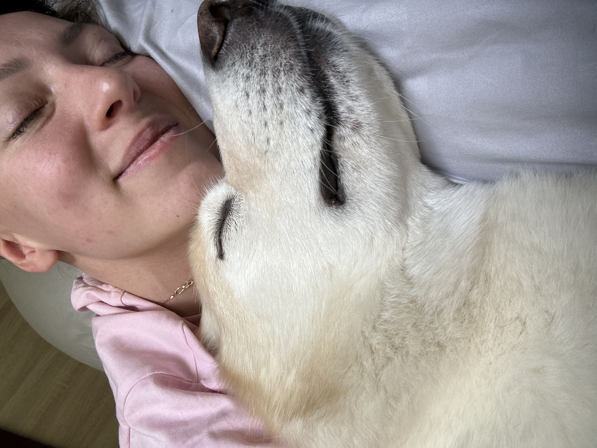 Lazy morning naps with a dog, roses in Khimki