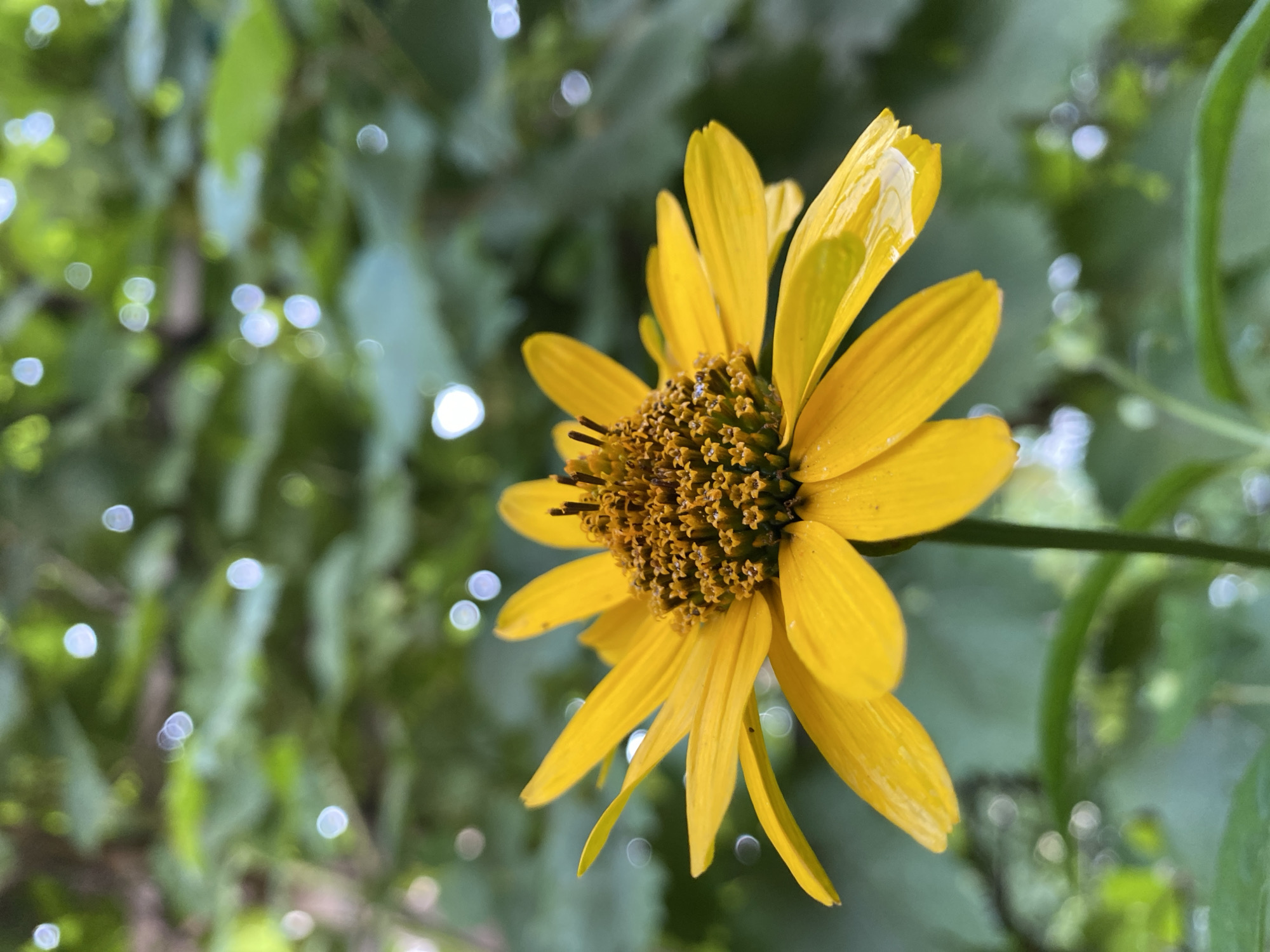 Caterpillars, snails, and yellow flowers at ground level