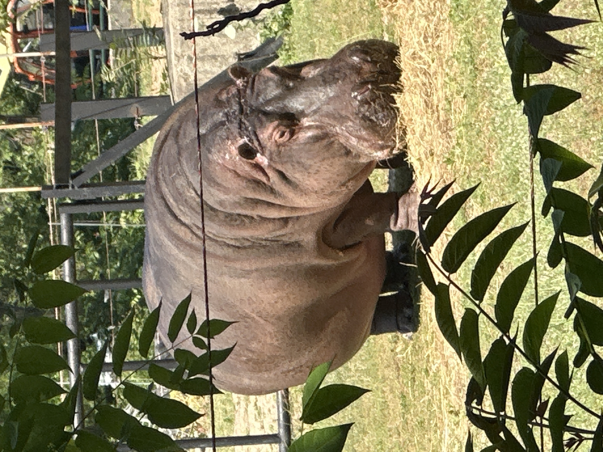 Hippopotamus feeding time captured at Sofia zoo