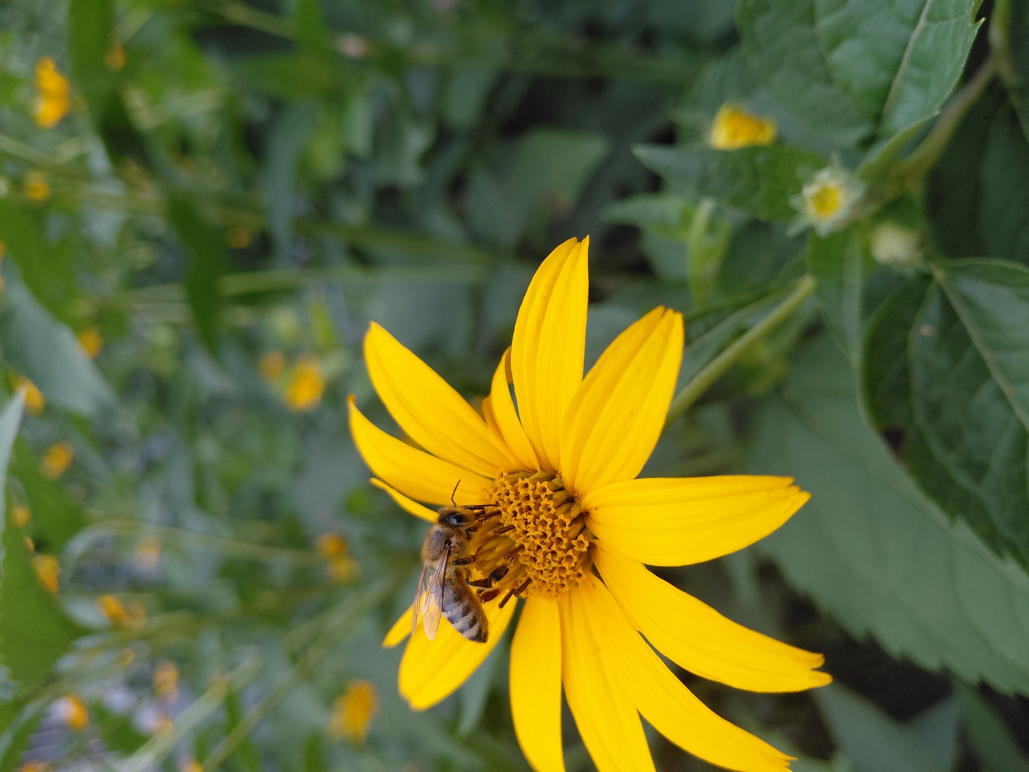 Honeybee and bumblebee on yellow flowers, Bila Tserkva