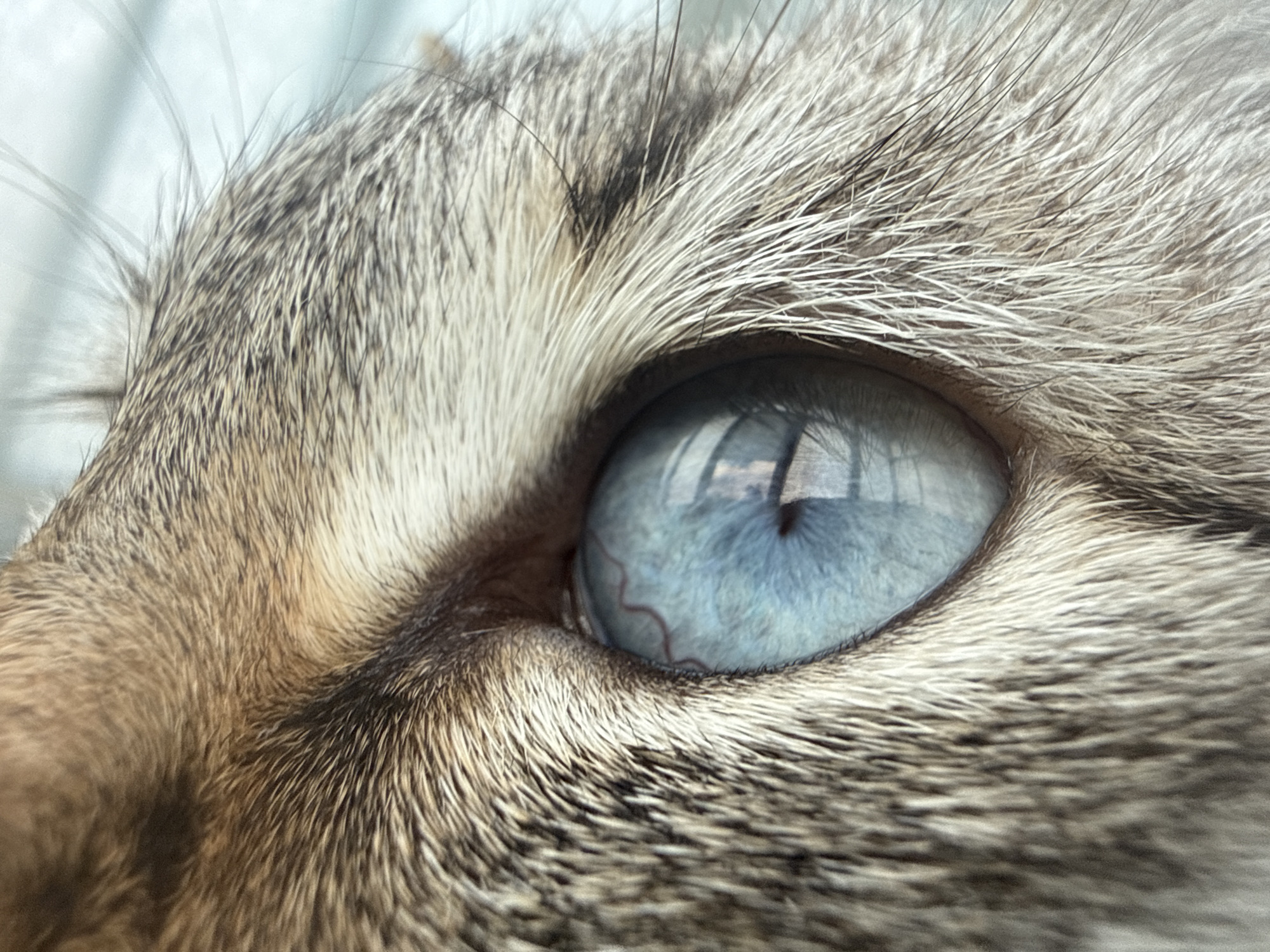 Close-up macro portrait session with a blue-eyed tabby cat