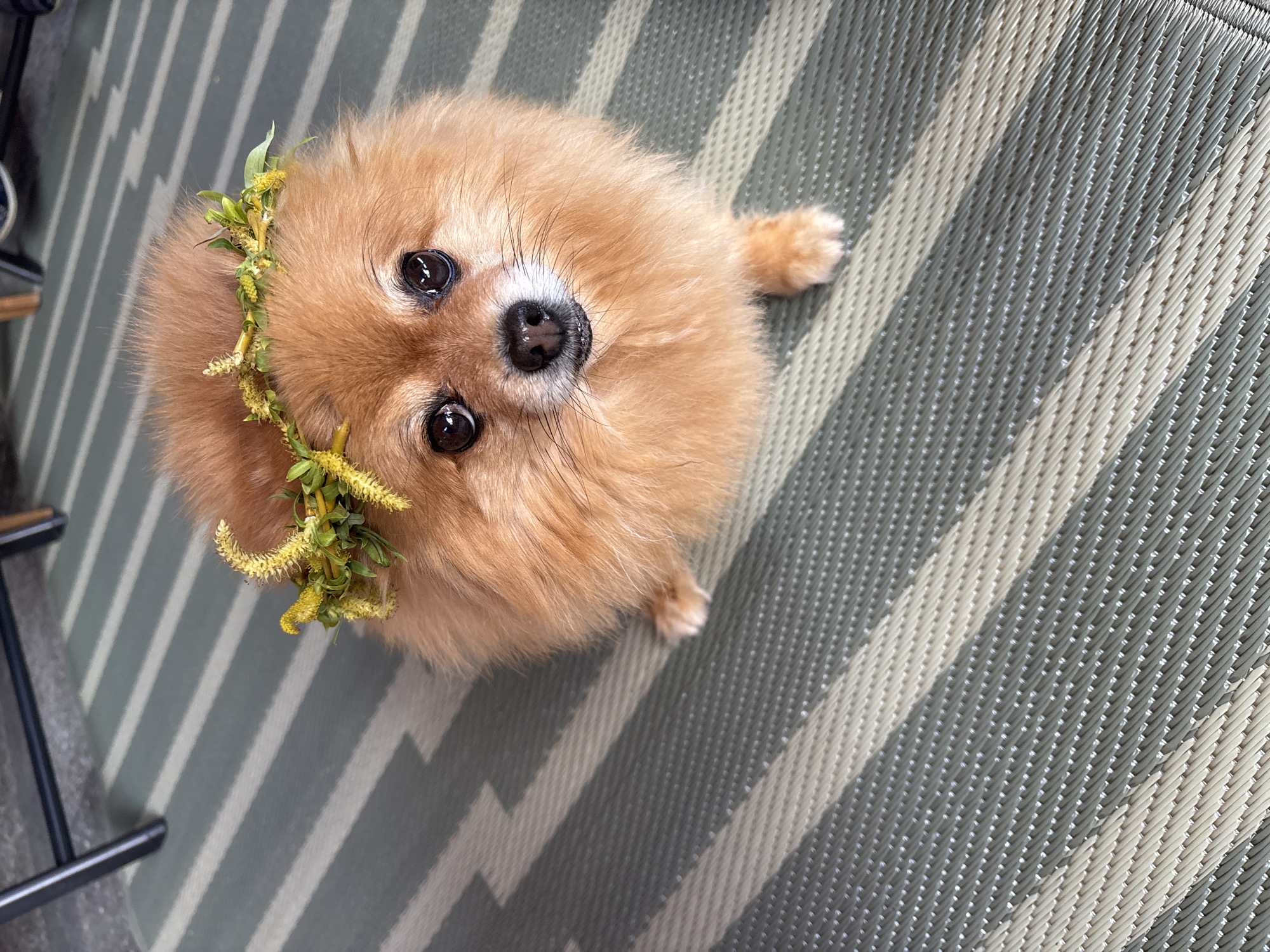 Pomeranian in flower crown photographed in Sliven, Bulgaria
