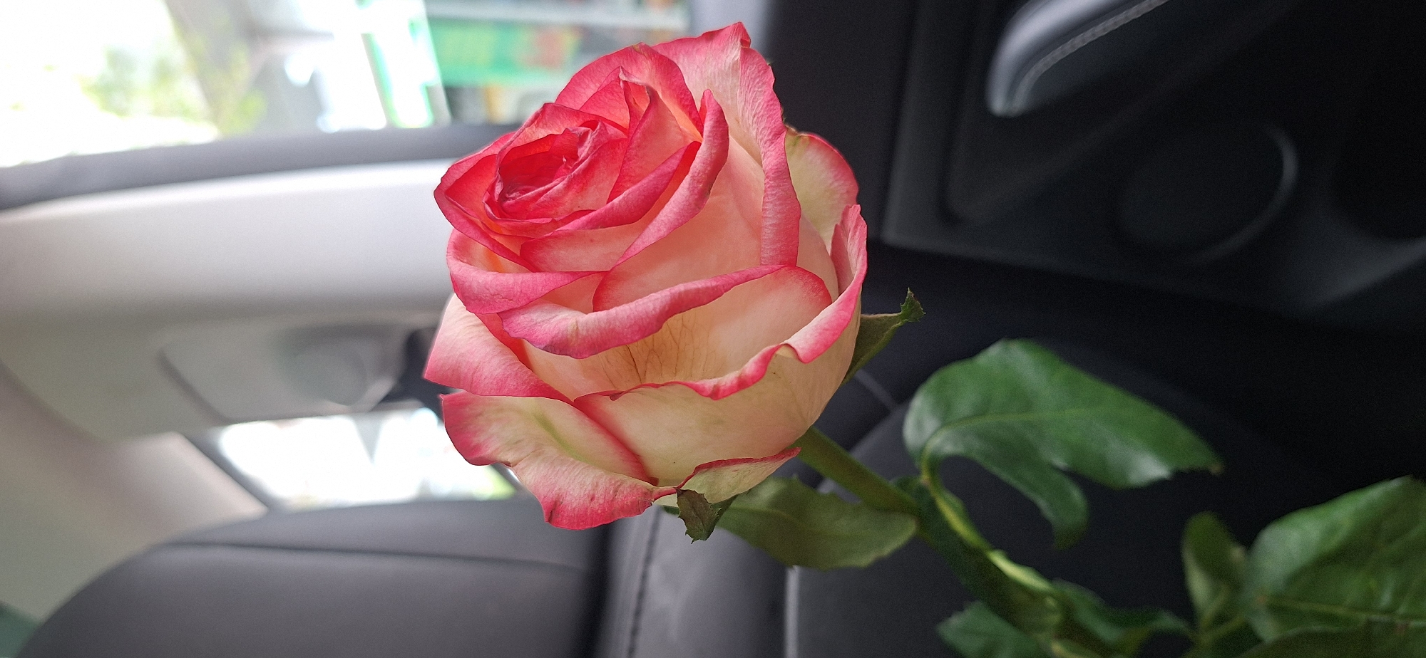 Pink and white rose, partially opened, diagonal in frame