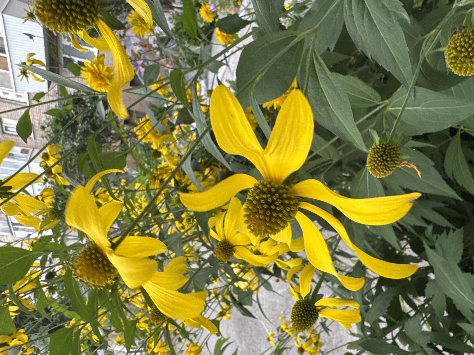 Urban flora and a changing LED display in Yekaterinburg