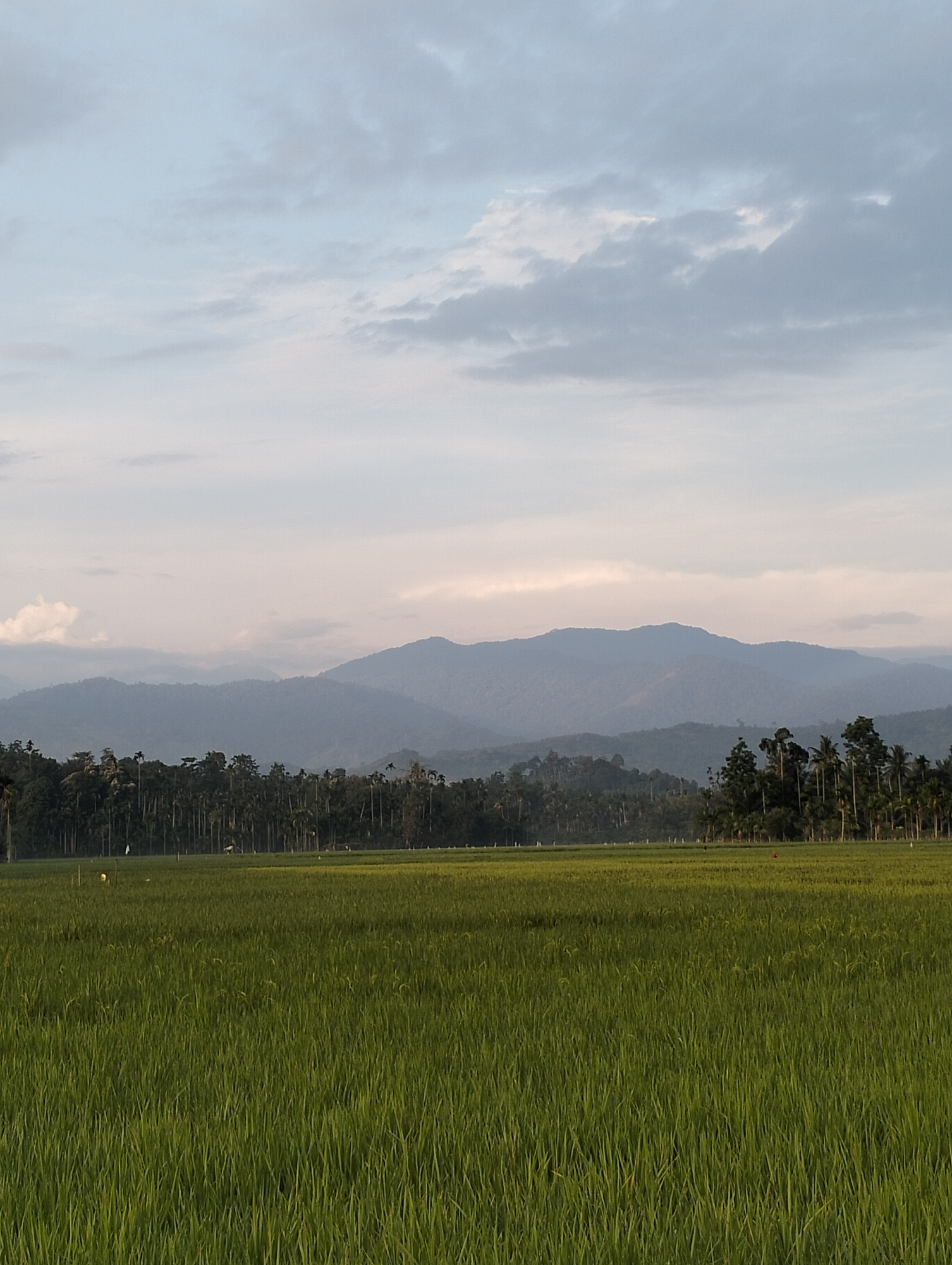 Sunset rural scenes documented in Meunasahalue, Indonesia