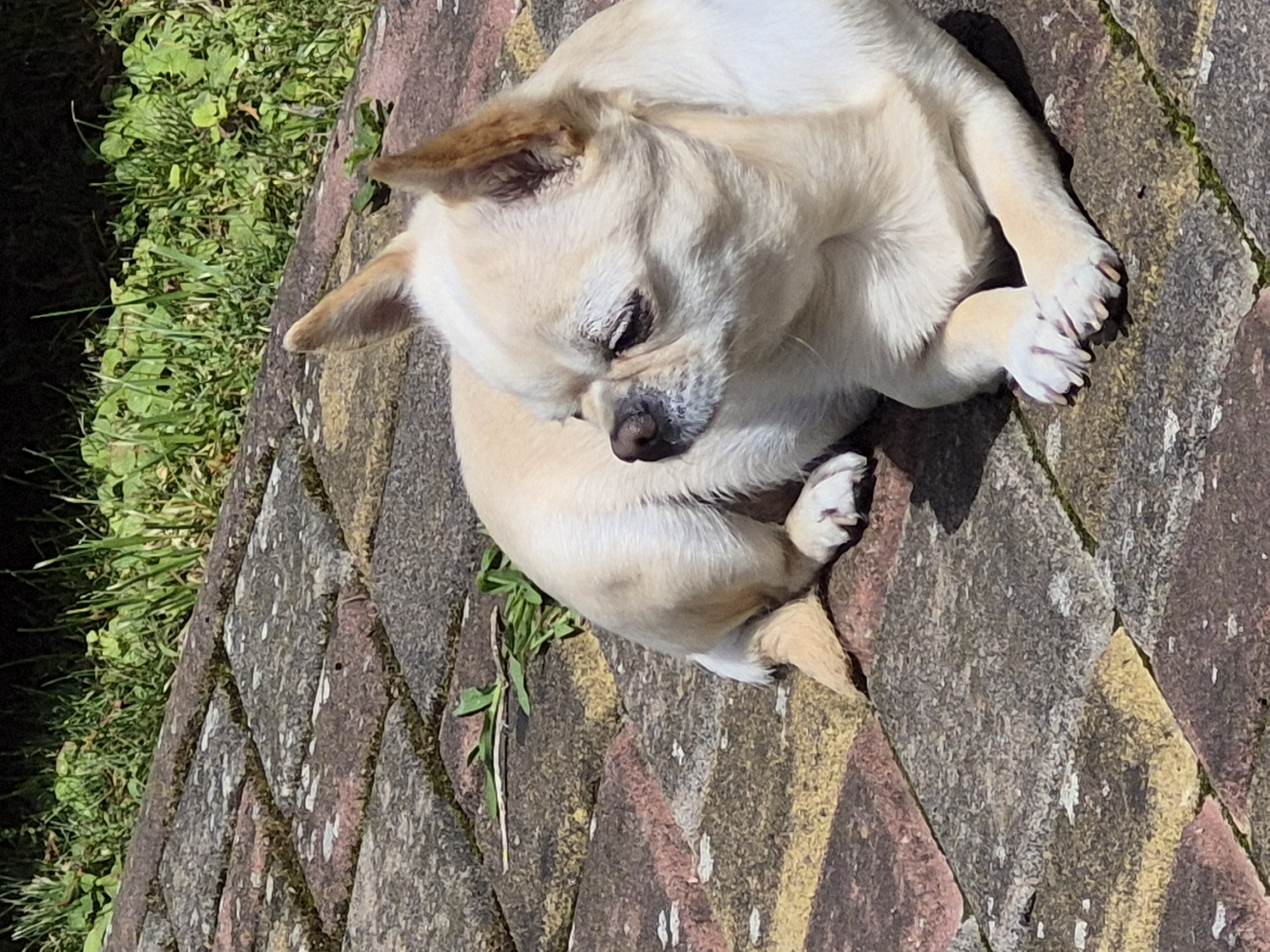 Chihuahua's lazy backyard morning, garden details, and leftover pizza