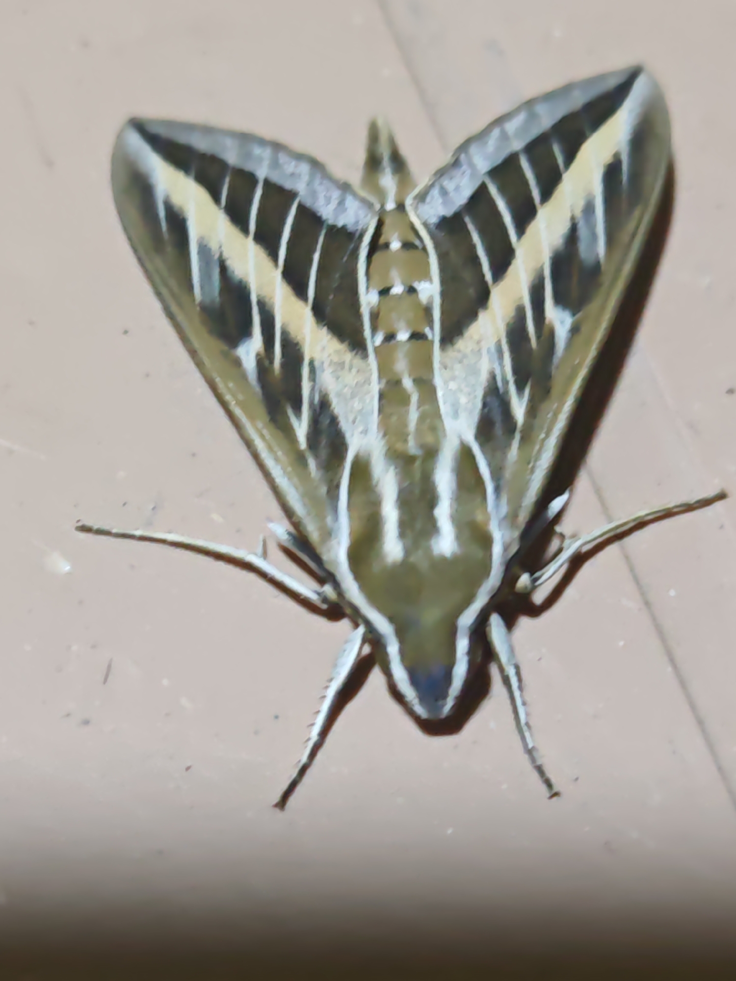 Patterned moth resting wings-open on a flat surface, Türkan